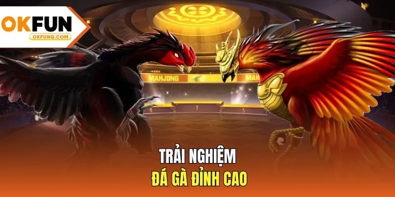 Trải nghiệm Đá gà đỉnh cao